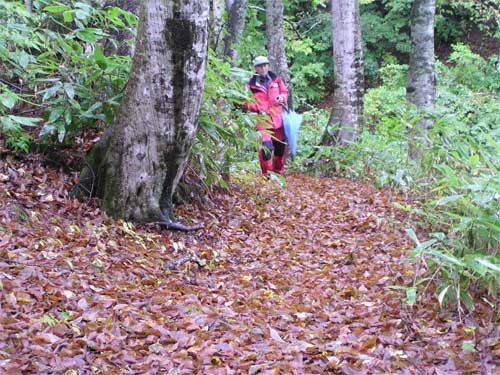 ウエツキブナハムシその後