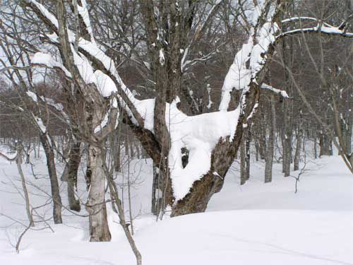 積雪3メートルの中で