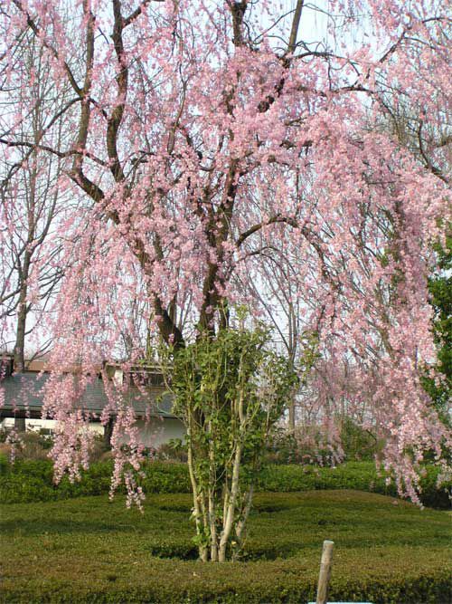 霞城公園の桜　1