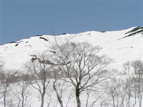 神秘ブシ沼は