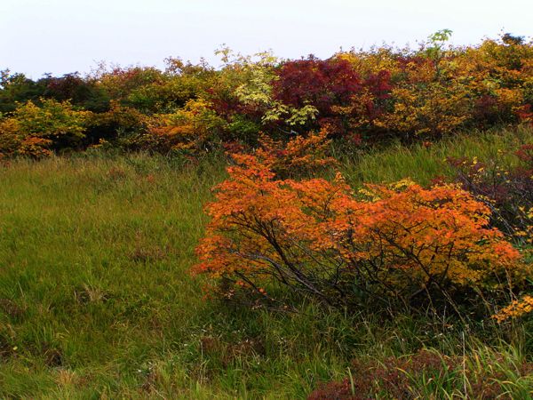 自然庭園ここかしこ　2