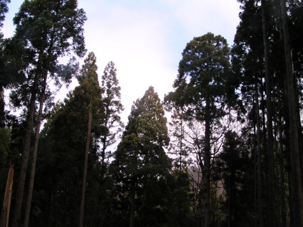天然杉
