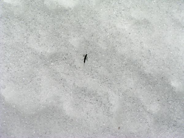 雪渓クロゲラ