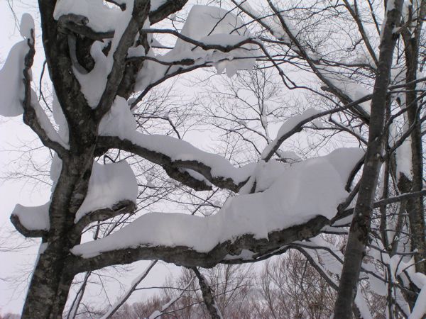 雪と共生