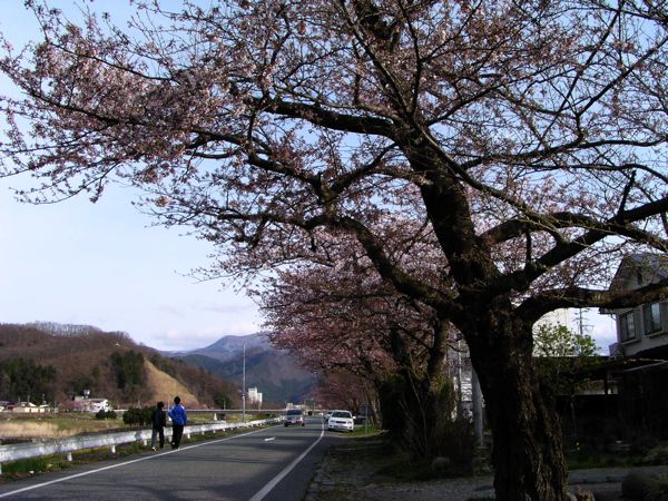 馬見崎川の桜
