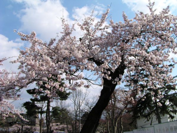 馬見ヶ崎の桜