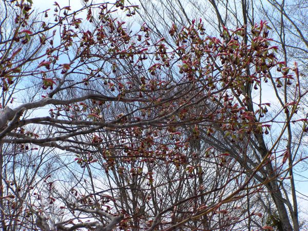 芽吹きの紅葉