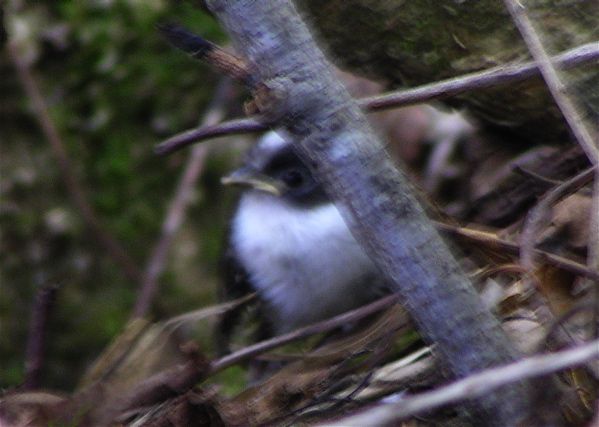 ひな鳥