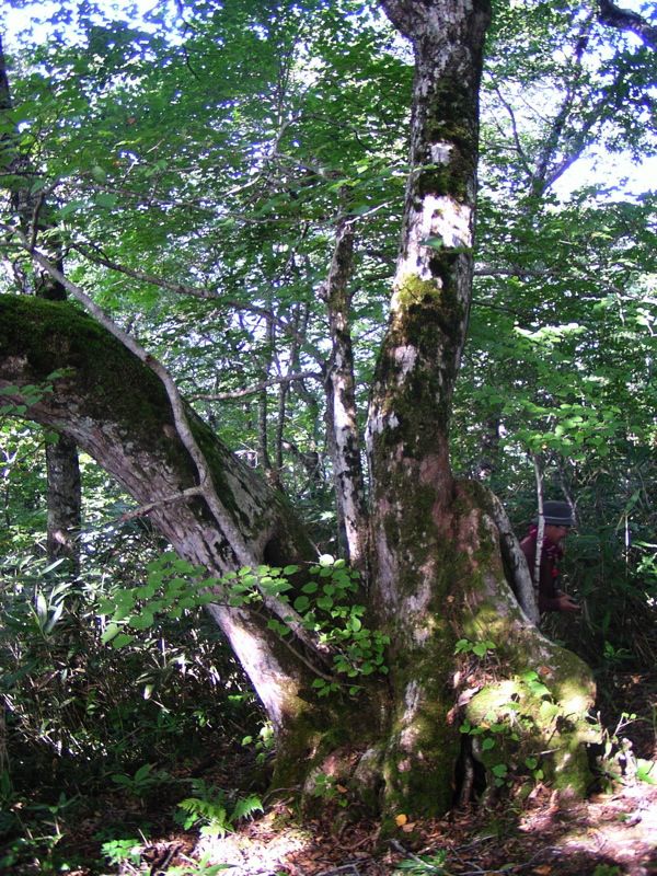 シナノキの大木