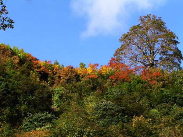 尾根沿いの紅葉