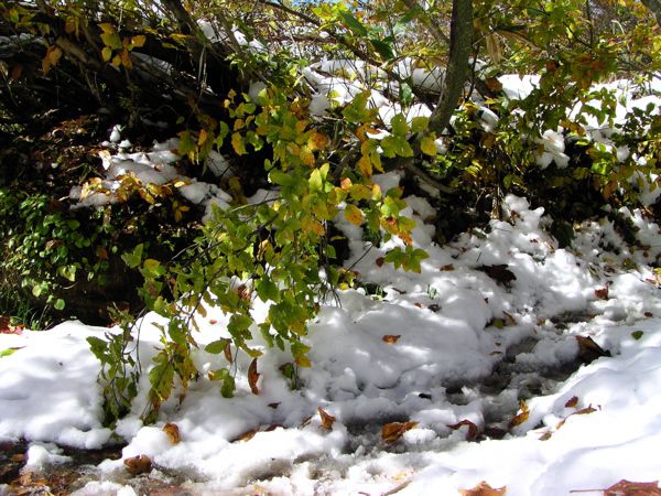 雪と低木