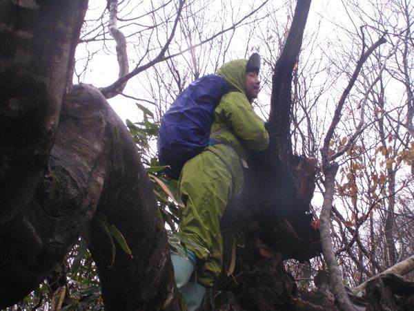 木登り大好き