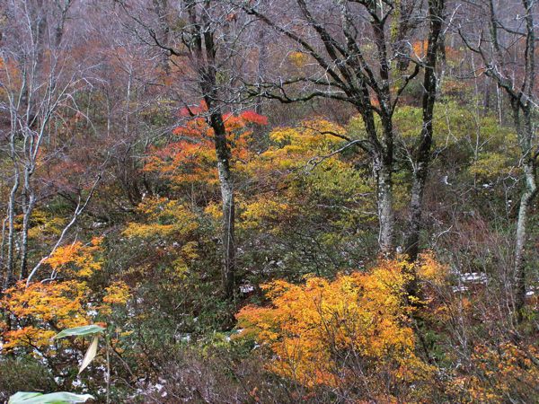 湯殿山麓の秋色