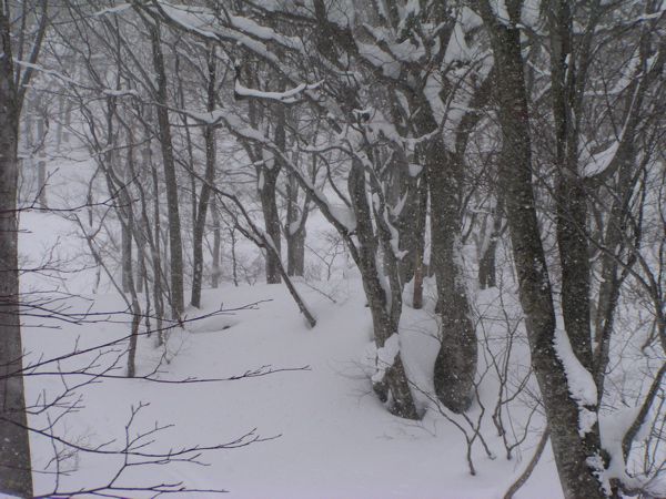 雪の原生林