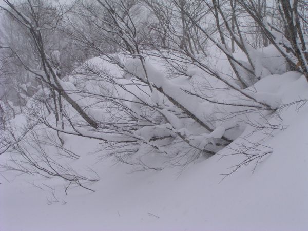 雪に埋もれる低木