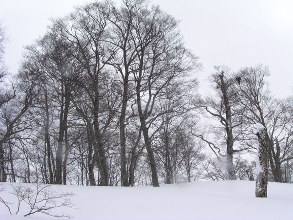 着雪無し