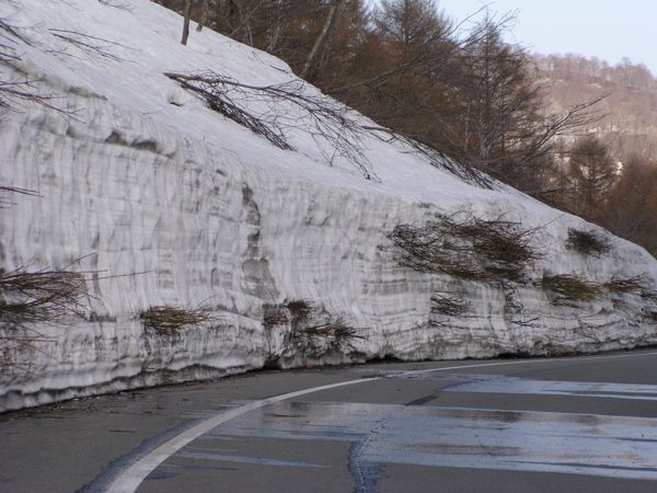 雪の中の樹々達