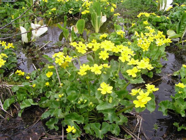 自然の花園