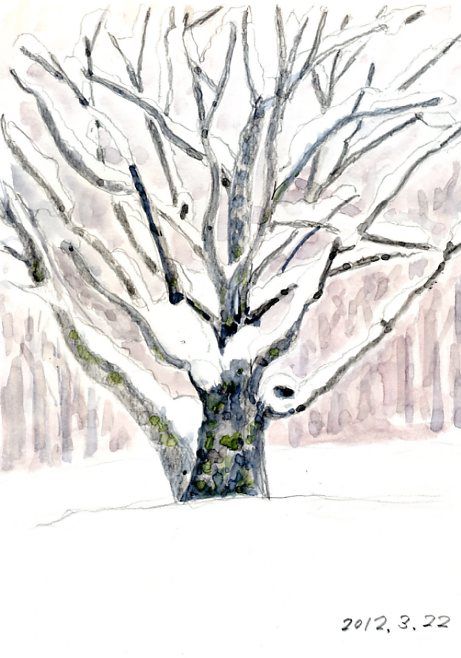 積雪と樹木