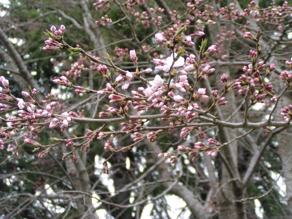 霞城の桜　1