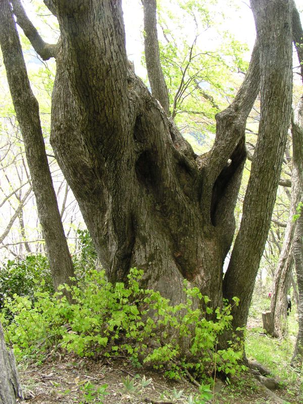 尾根の大木　1