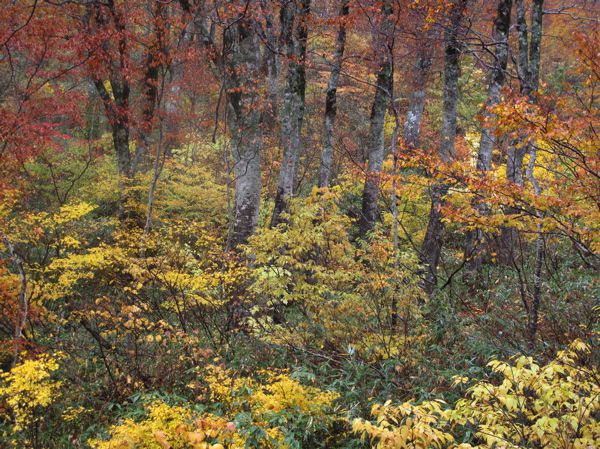 落葉のブナ林を歩く
