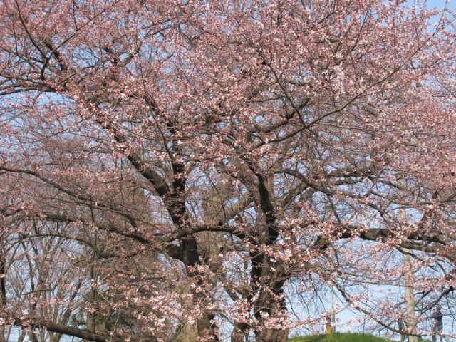 桜，梅　2