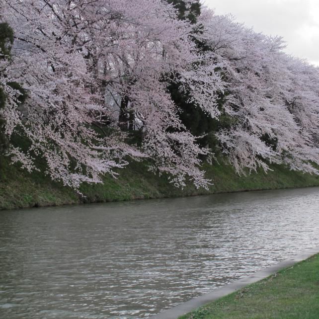 桜と日本人