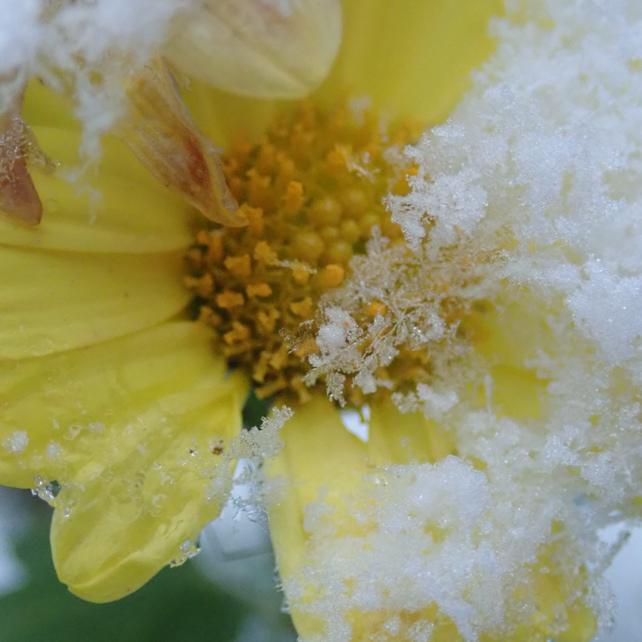 花と雪氷