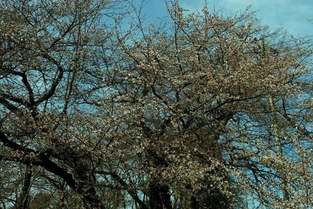 霞城の桜　2