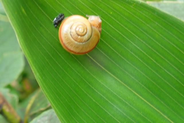 「カタツムリの赤ちゃん」