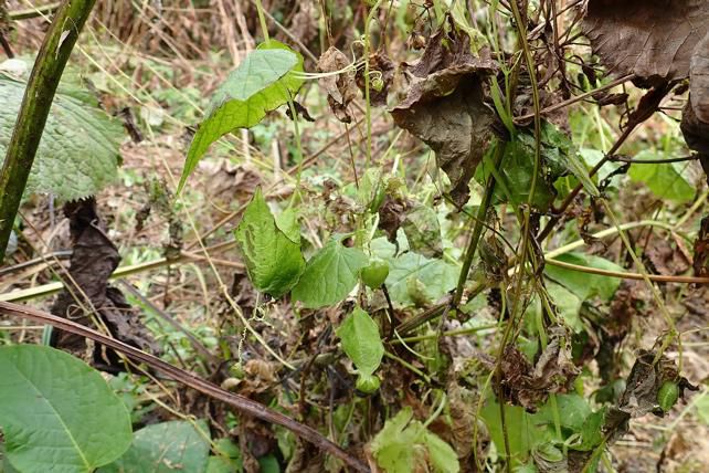 葉自身が花や果実を維持する