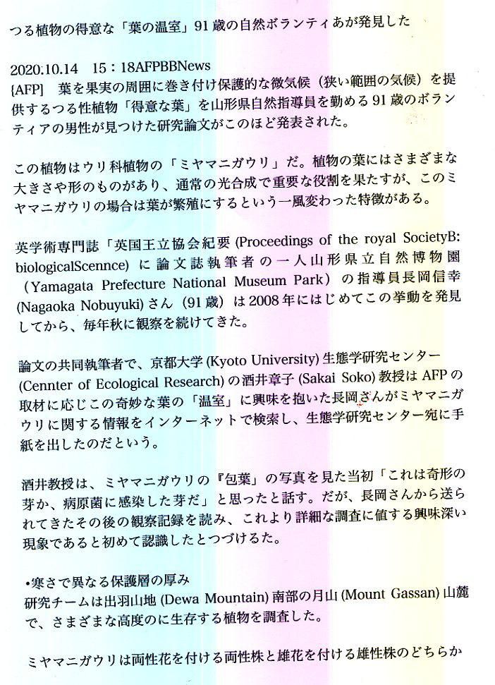 ミヤマニガウリ　京大資料　1、2，3，4