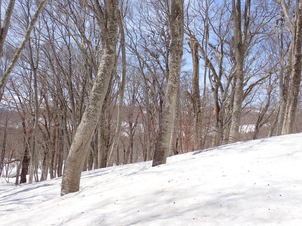 深雪での原生林の風景　1