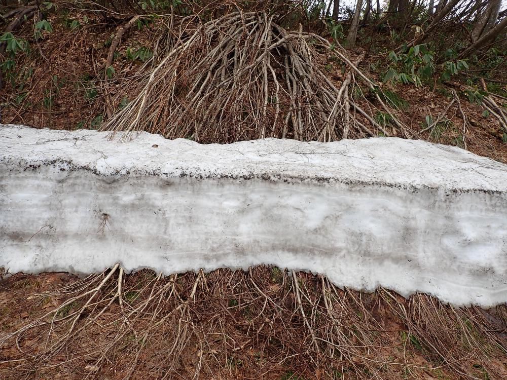 雪の重みに耐え