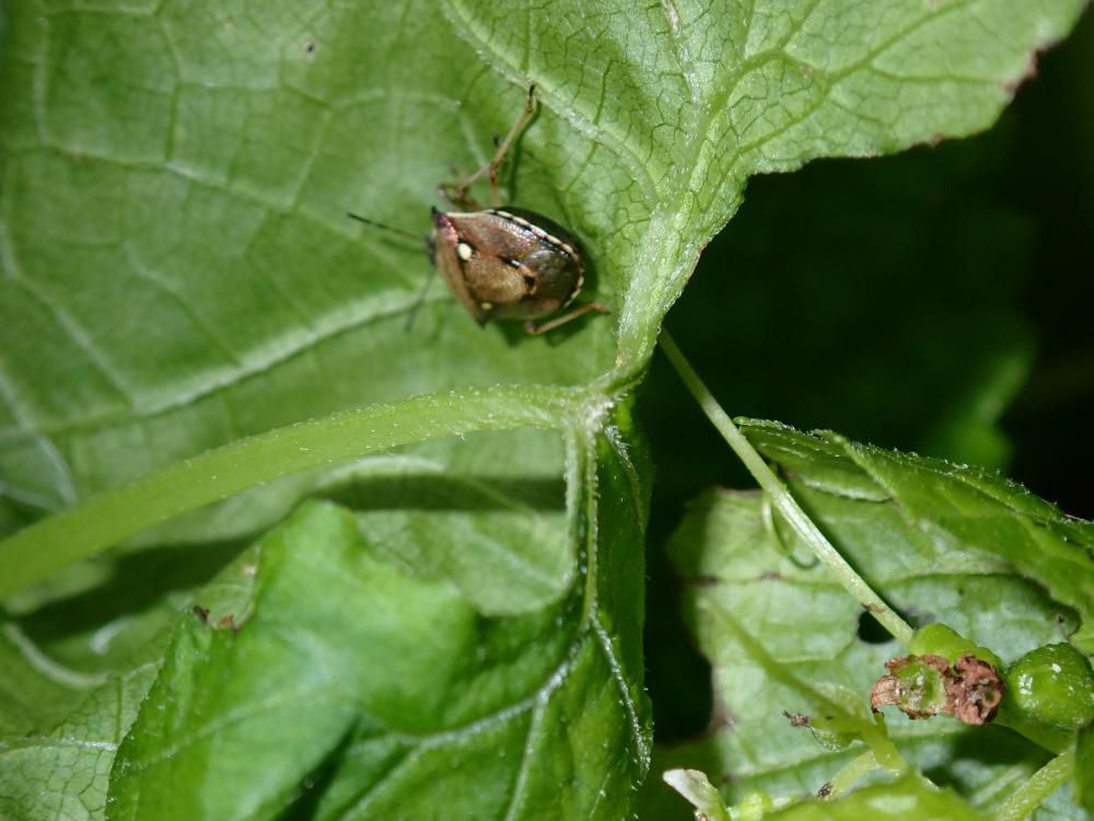 ニガウリの葉に虫