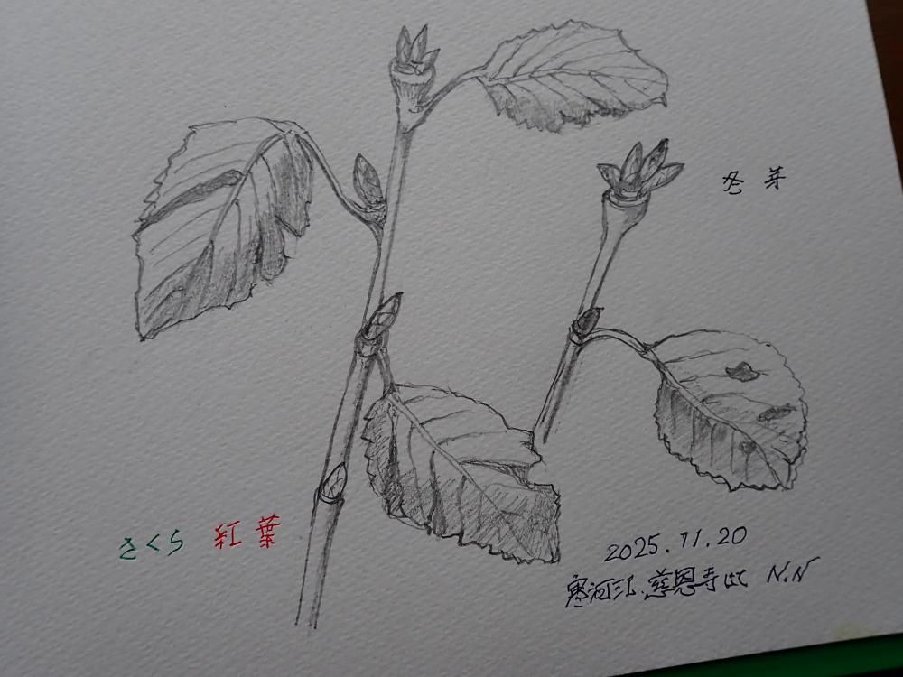 桜の冬芽　慈恩寺