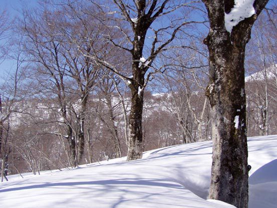 ブナの原生林を縫って雪上散策を (2)