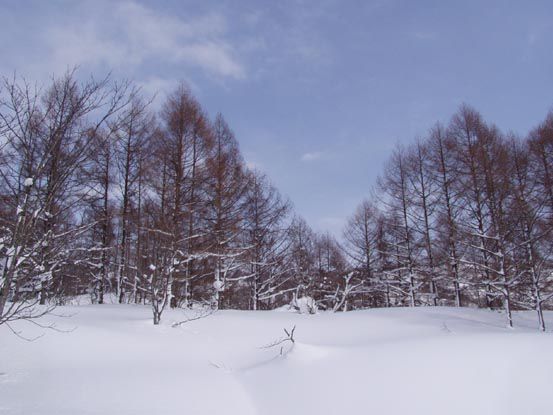 積雪5ｍの中でのブナ原生林へ　　(2)
