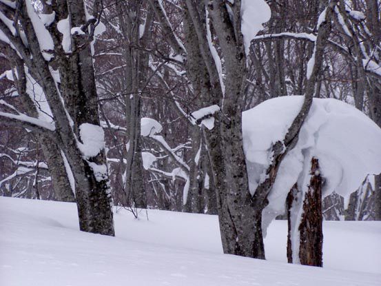 積雪5ｍの中でのブナ原生林へ　(5)