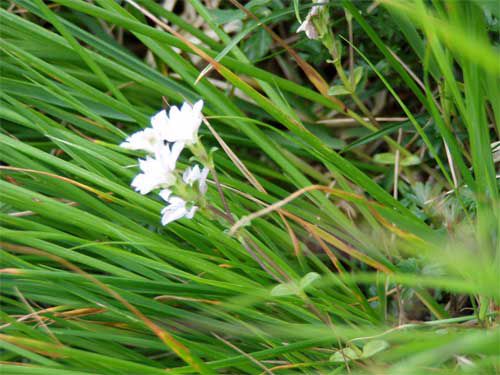 白花のミヤマリンドウ