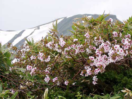 尾根沿いは春