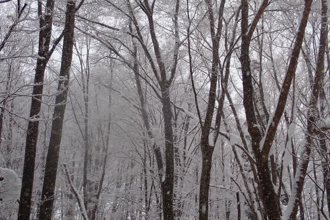 木々への着雪