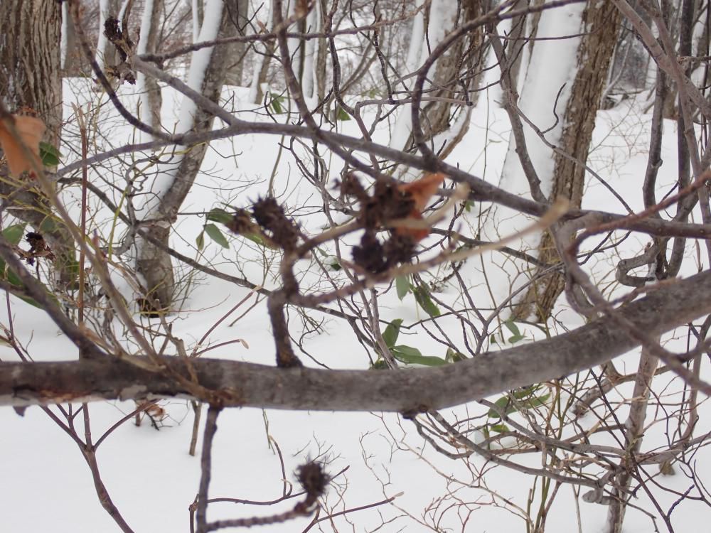 マンサクに付いたムシコブ