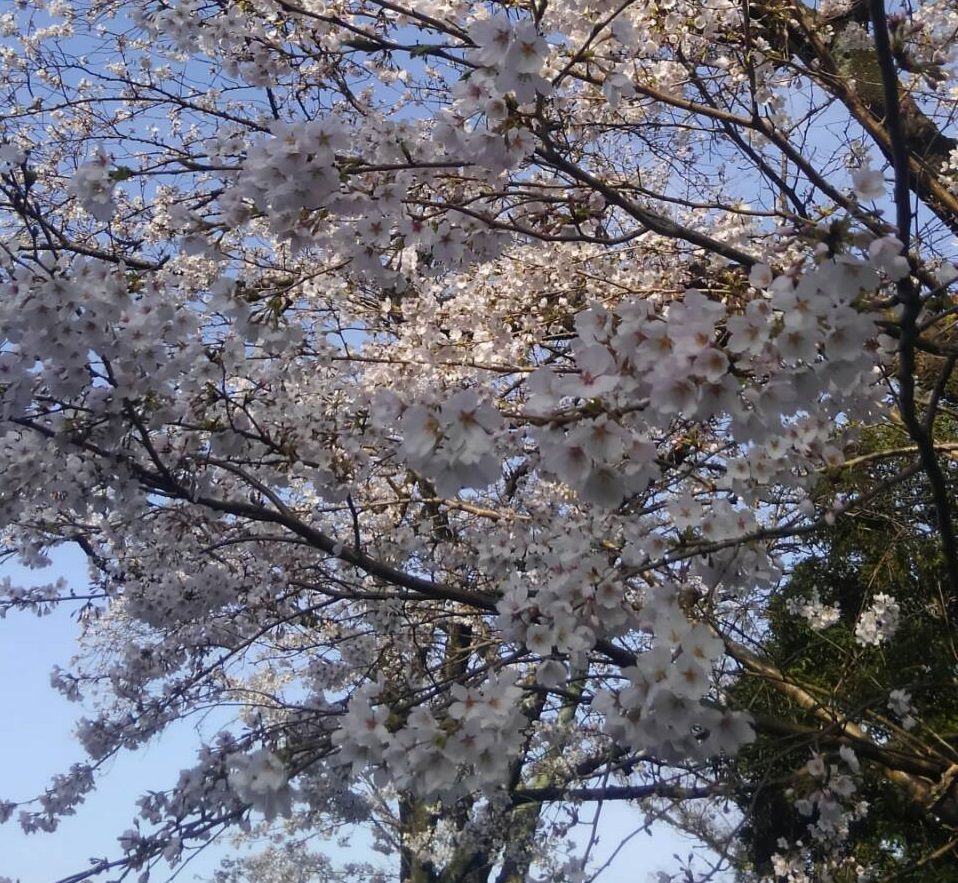 熊本からのたより