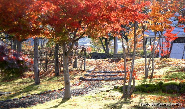 紅葉～日本の四季～秋色