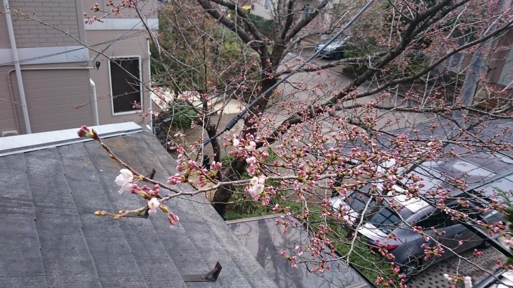 咲き始め今年最期の桜かな