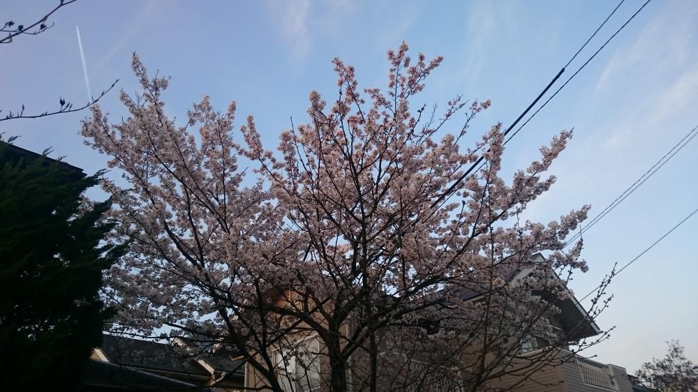 二十年咲きし最期の桜かな