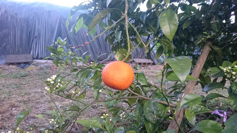 夏めくや橙の実と花つけり