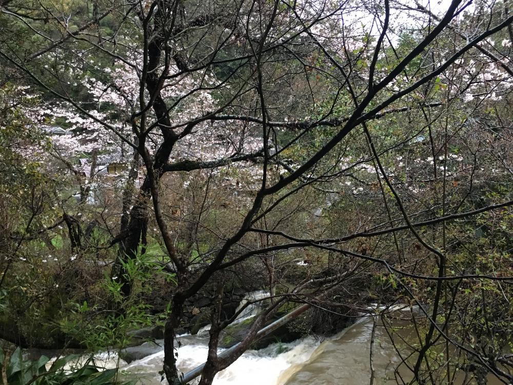 渓流に掛流し湯や山桜